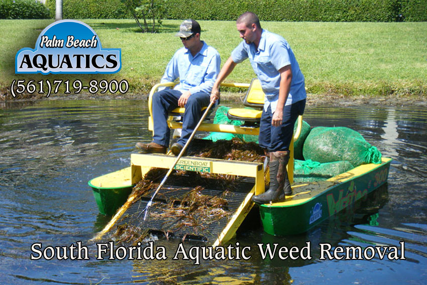 Lake Management Services Palm Beach Aquatics for lake fountain and